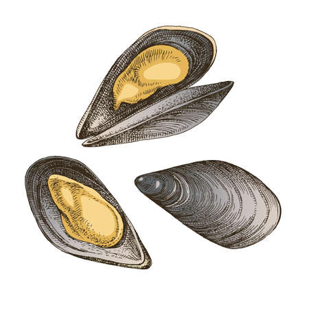 Mussel clam isolated on white background.のイラスト素材