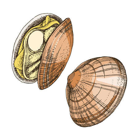 Clams or shellfish seafood illustrationsのイラスト素材