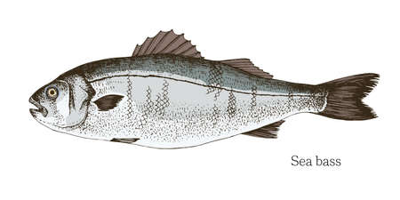 Sea bass fish hand drawn realistic illustration