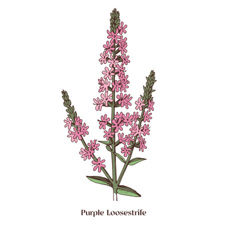 Purple loosestrife is a wild medicinal plantのイラスト素材
