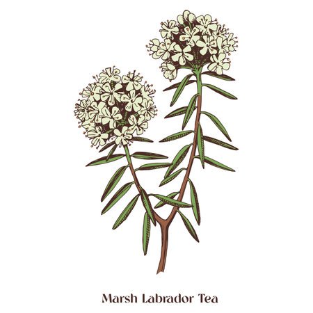 Marsh Labrador Tea isolated on a white background.のイラスト素材