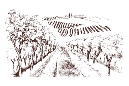 Hand drawn fields of vineyards with Grape farmのイラスト素材