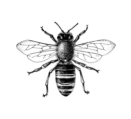 Sketch honey bee top view vector drawing.のイラスト素材
