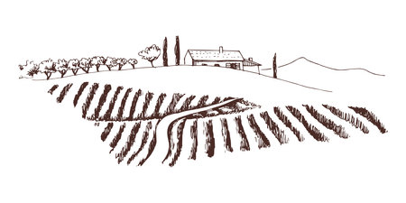Hand drawn fields of vineyards with Grape farmのイラスト素材