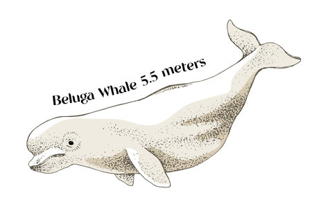 The beluga whale, Delphinapterus leucasのイラスト素材