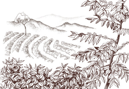 Hand drawn vector coffee plantationのイラスト素材