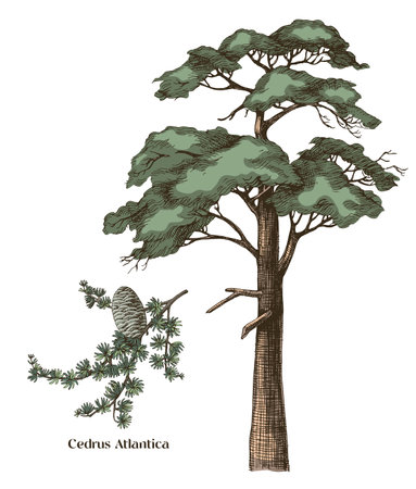 Cedrus atlantica tree and branch vectorのイラスト素材