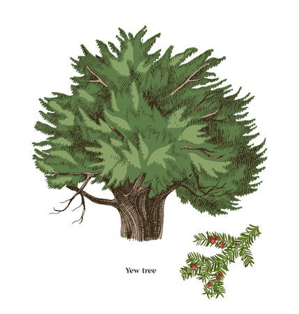 Yew tree and branch hand drawn vectorのイラスト素材