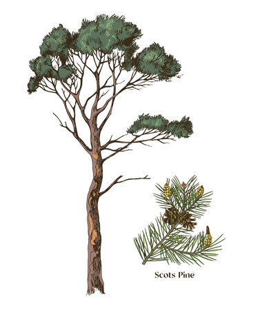 Scots pine and branch hand drawn vectorのイラスト素材