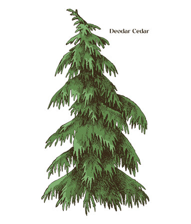 Deodar cedar tree hand drawn vectorのイラスト素材
