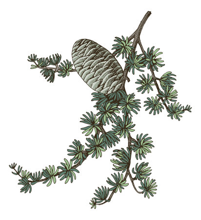 Cedrus atlantica tree branch vectorのイラスト素材