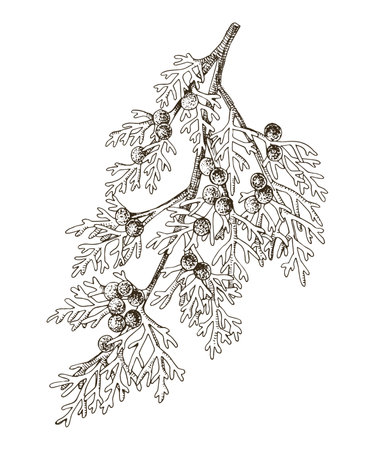 Juniperus scopulorum hand drawn tree branchのイラスト素材