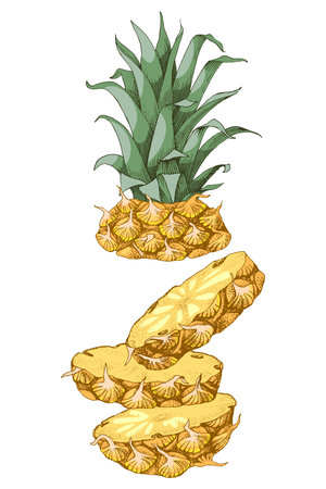 Hand drawn sliced pineapple fruitのイラスト素材