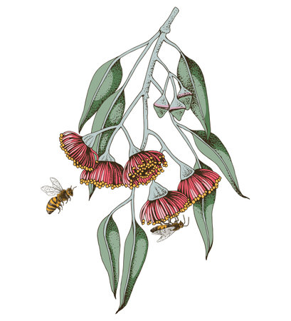 Blooming branch of Eucalyptus with beesのイラスト素材