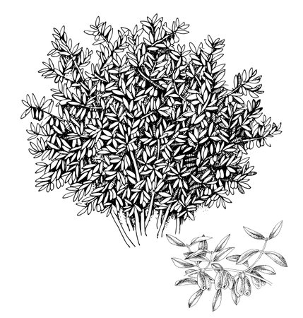 Honeysuckle bush and branch with ripe berriesのイラスト素材