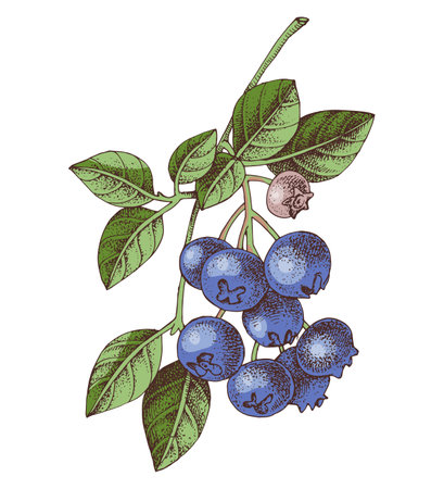 Blueberries branch with ripe berriesのイラスト素材