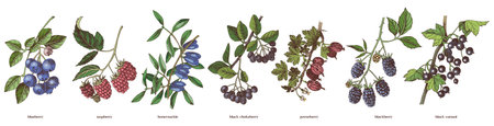 Set of hand drawn berry branchesのイラスト素材