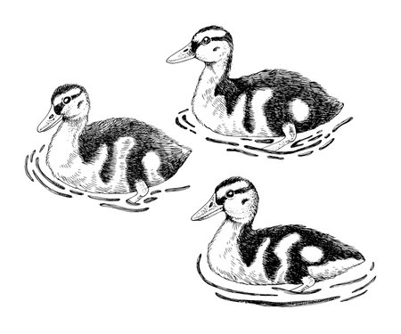 Ducklings hand drawn vector illustrationのイラスト素材