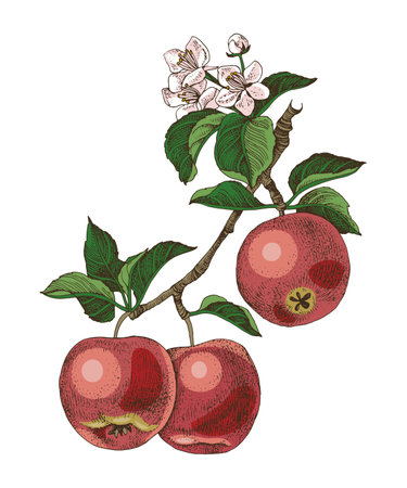 Apple tree branch with ripe fruits and flowersのイラスト素材