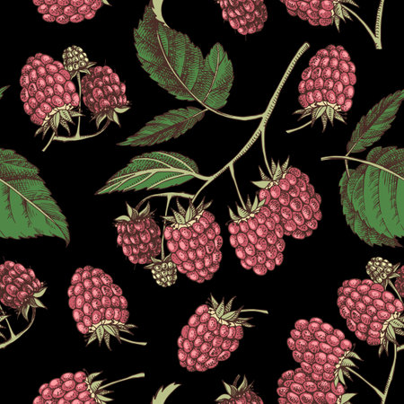 Raspberry seamless pattern vector illustrationのイラスト素材