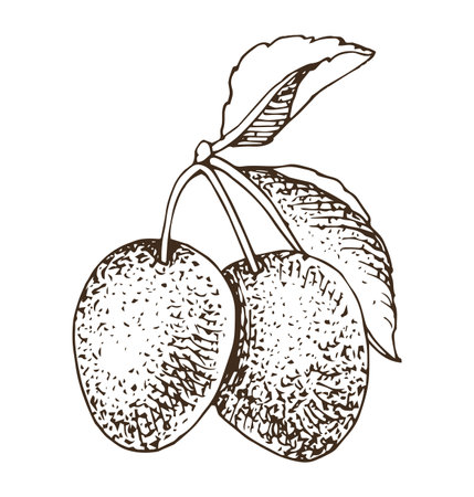Plum branch with ripe fruitsのイラスト素材