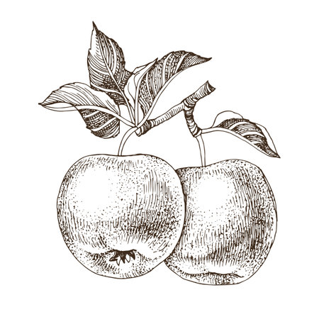 Apple tree branch with ripe fruitsのイラスト素材