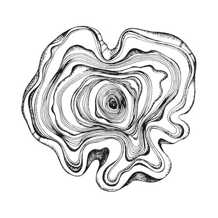 Natural edge vector wood slabのイラスト素材