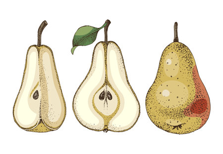 Fresh pear and its slices vector setのイラスト素材