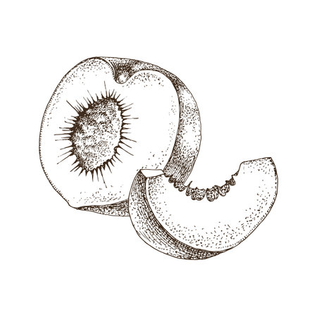 Ripe peach half and slice vectorのイラスト素材