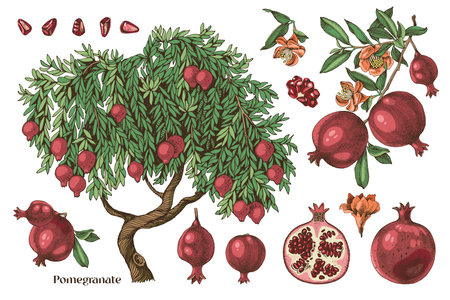 Pomegranates hand drawn vector setのイラスト素材