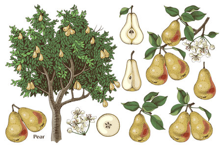 Pears hand drawn vector setのイラスト素材