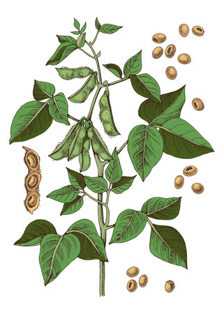 Hand drawn soybean plant illustrationのイラスト素材