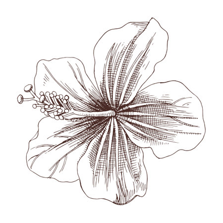 Hibiscus flower hand drawn vector clipartのイラスト素材