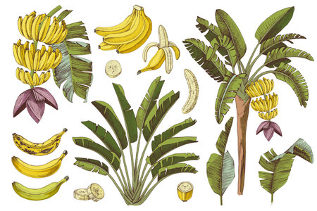 Bananas palm growth and banana fruitsのイラスト素材