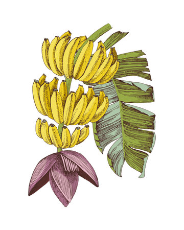 Bananas bunch on a tree branch with flower and palm leafのイラスト素材