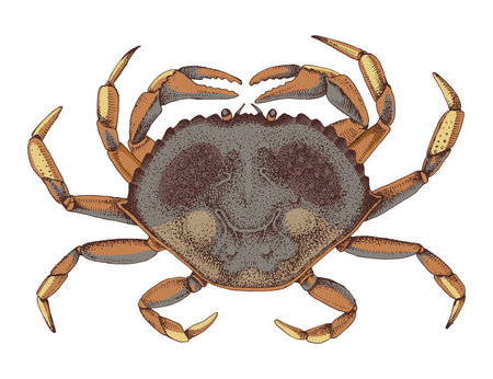 Dungeness Crab hand drawn vector illustrationのイラスト素材