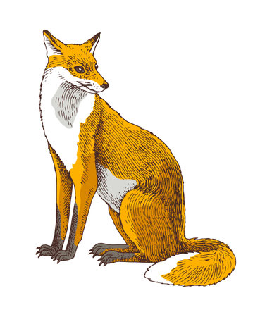 Wild fox sitting hand drawn vector illustrationのイラスト素材