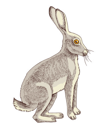 Wild hare hand drawn vector illustrationのイラスト素材