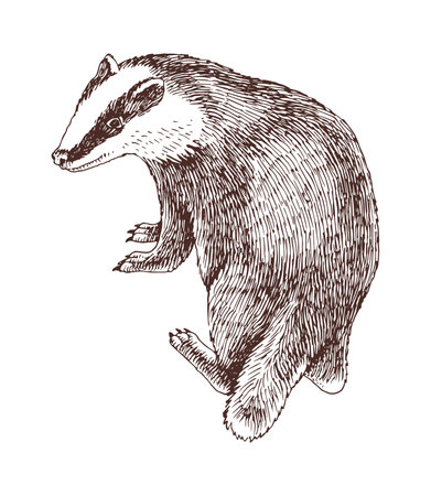 Badger hand drawn vector illustrationのイラスト素材