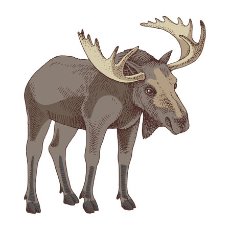 Wild moose hand drawn vector illustrationのイラスト素材