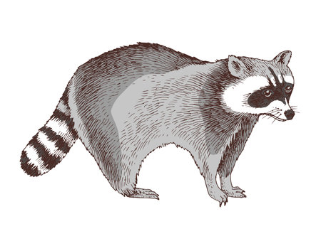 Racoon hand drawn vector illustrationのイラスト素材