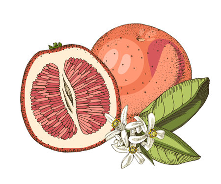 Grapefruits hand drawn vector illustrationのイラスト素材