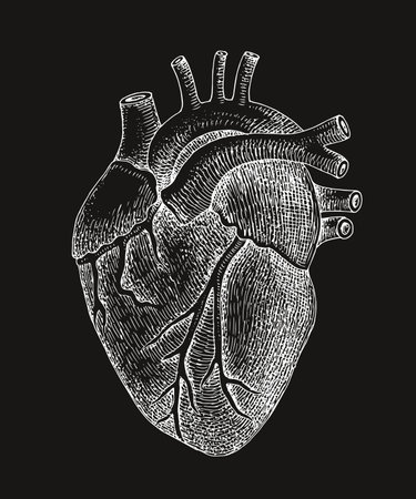 Human heart anatomy vector illustration.のイラスト素材