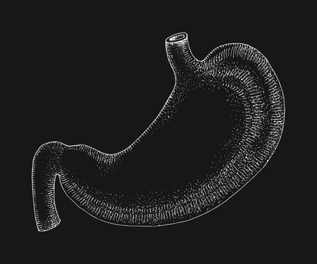 stomach anatomy hand drawn vectorのイラスト素材