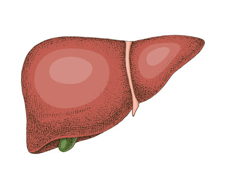Human liver anatomy hand drawn vectorのイラスト素材