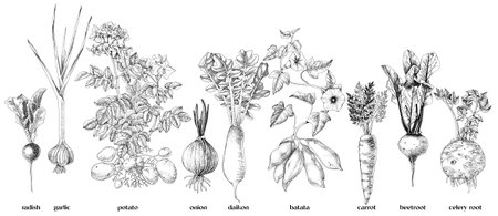 Root vegetables collection sketched vectorのイラスト素材