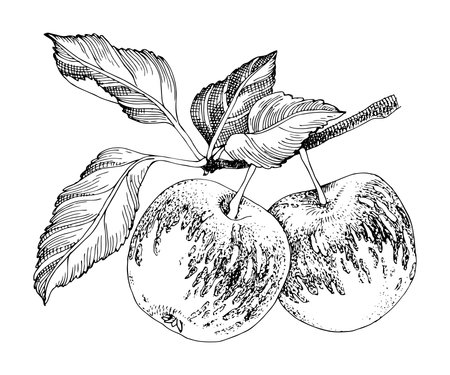 Apple tree branch with ripe fruitsのイラスト素材