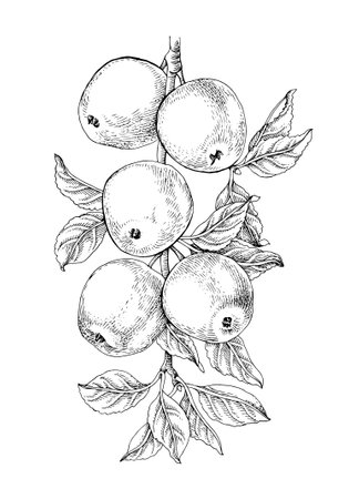 Apple tree branch with ripe fruitsのイラスト素材
