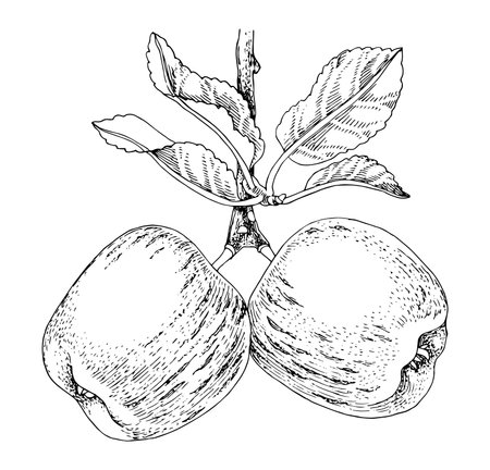 Apple branch with fruits and leavesのイラスト素材