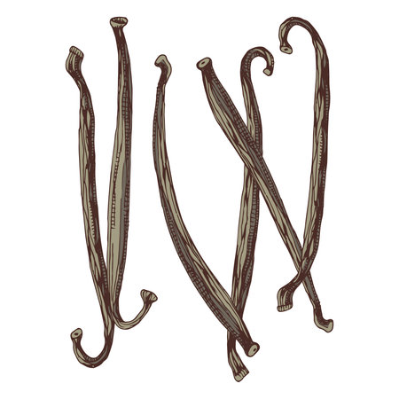 Vanilla pods hand drawn vector